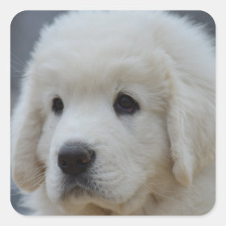Aufkleber Adorable polnische Tatra Sheepdog Welpe