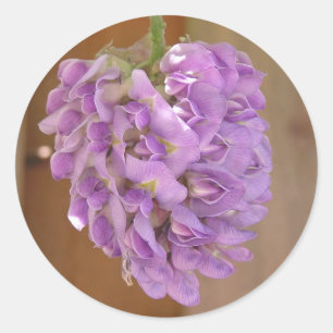 Aufkleber "American Wisteria" (Wisteria frutescens