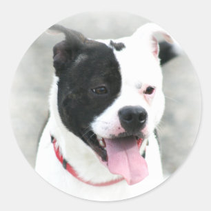 Aufkleber amerikanischen Staffordshires Terrier