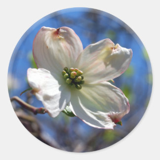 Aufkleber aus weißem Dogwood Blume