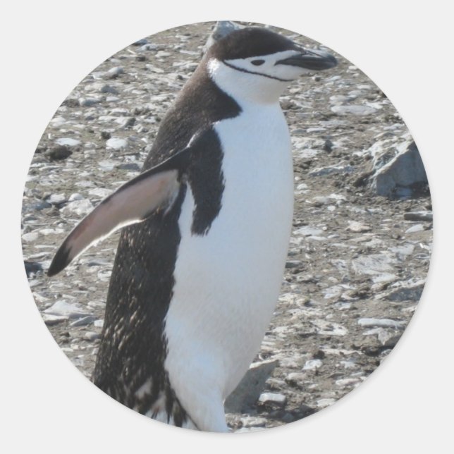 Aufkleber: Chinstrap Penguin Runder Aufkleber (Vorderseite)