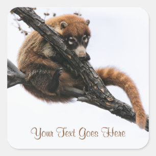 Aufkleber: Coatimundi #5 (Quadrat) Quadratischer Aufkleber