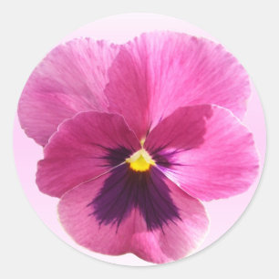 Aufkleber - Dunkelrosa Pansy