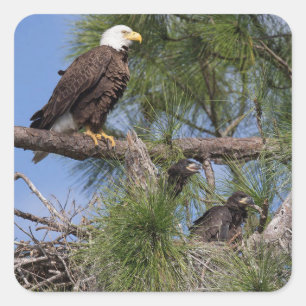 Aufkleber E10 u. E11