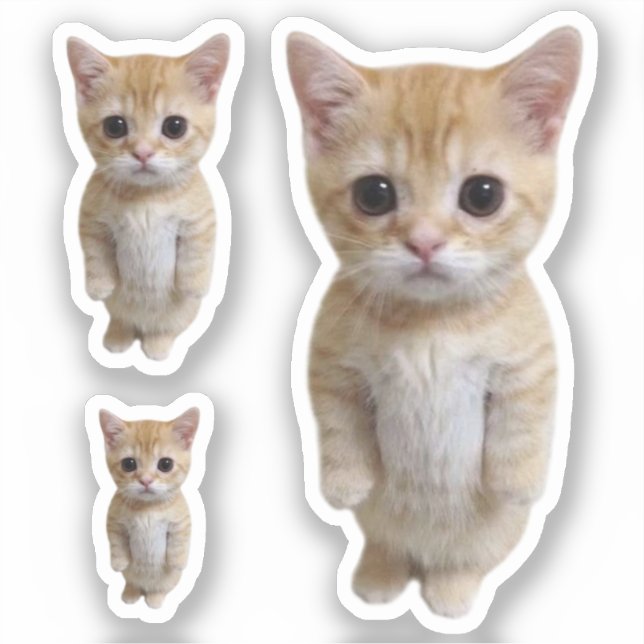 Aufkleber El Gato Cat Meme 3 Pack (Vorderseite)