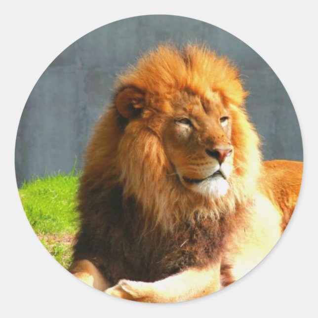 Aufkleber für Afrikanische Löwen (Vorderseite)