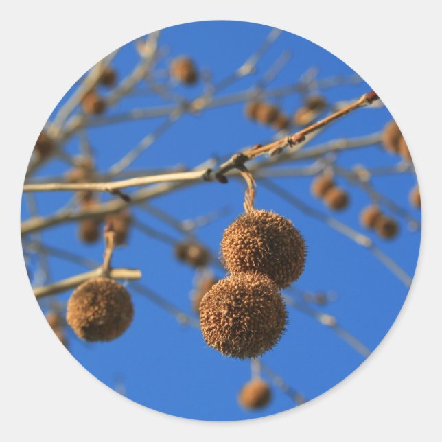 Aufkleber für Baumsamen (Vorderseite)