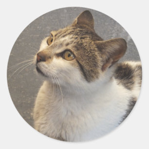 Aufkleber für benutzerdefinierte Katzen