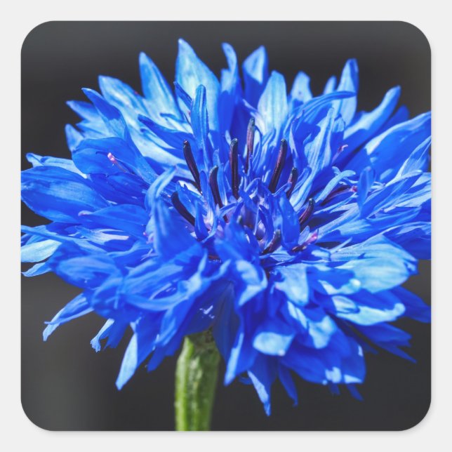 Aufkleber für blaue Kornblumen (Vorderseite)