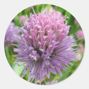 Aufkleber für blühende Chives