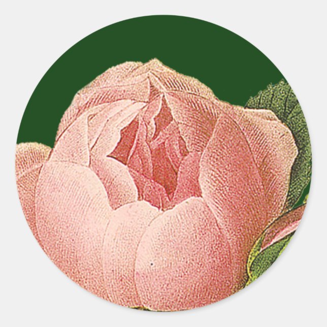 Aufkleber für botanische Rosa-Kohl-Rose (Vorderseite)