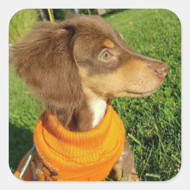 Aufkleber für Dackeln (Vorderseite)