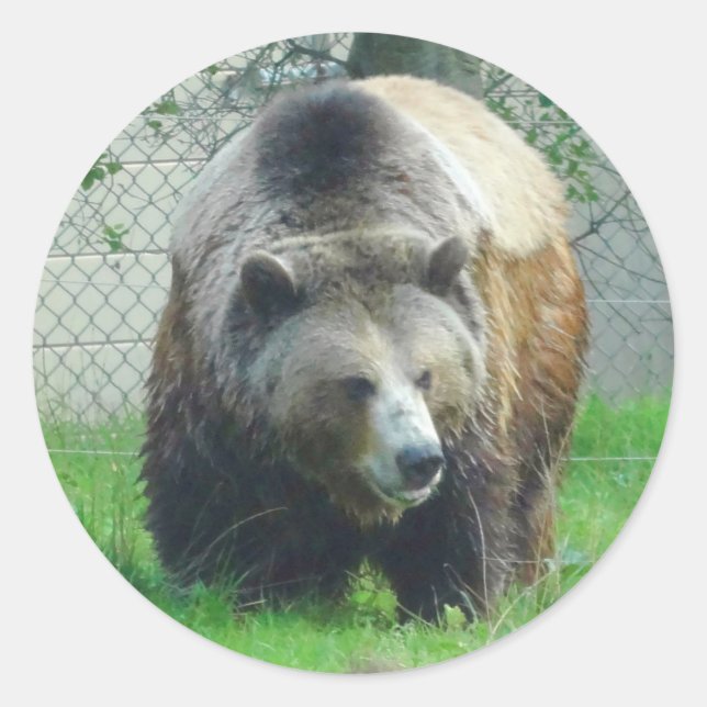 Aufkleber für den Grizzlybär #1 (Vorderseite)