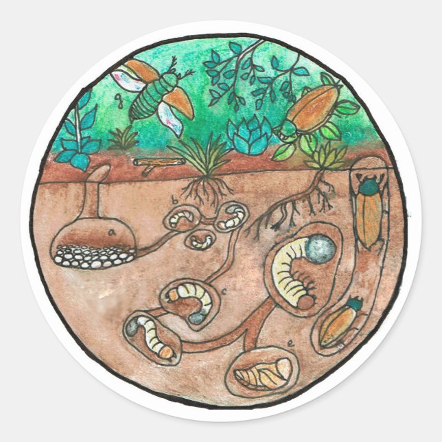 Aufkleber für den Käferlebenszyklus (Vorderseite)