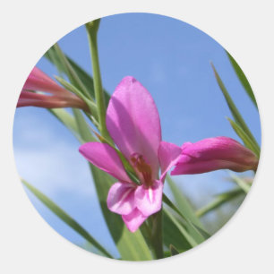 Aufkleber für die Blume Spring Pink