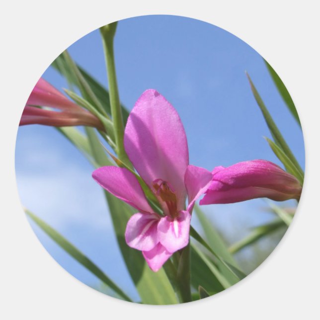 Aufkleber für die Blume Spring Pink (Vorderseite)