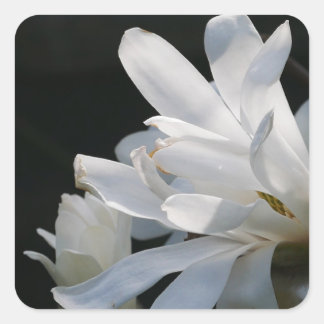 Aufkleber für die Blume Star Magnolia