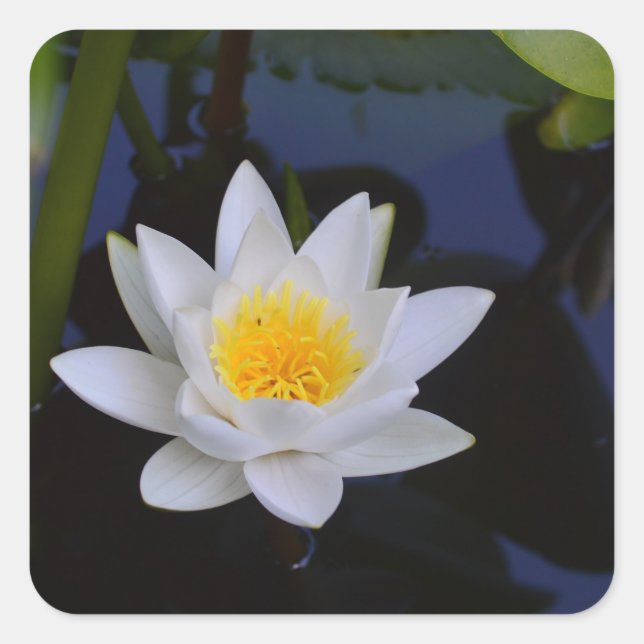 Aufkleber für die Blume White Lotus (Vorderseite)