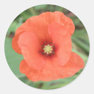 Aufkleber für die Blume Wild Poppy