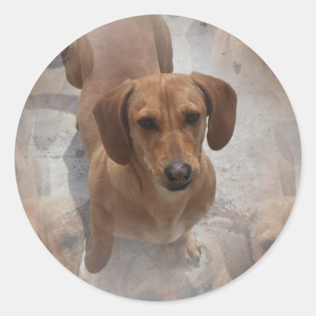 Aufkleber für die Dackel (Vorderseite)