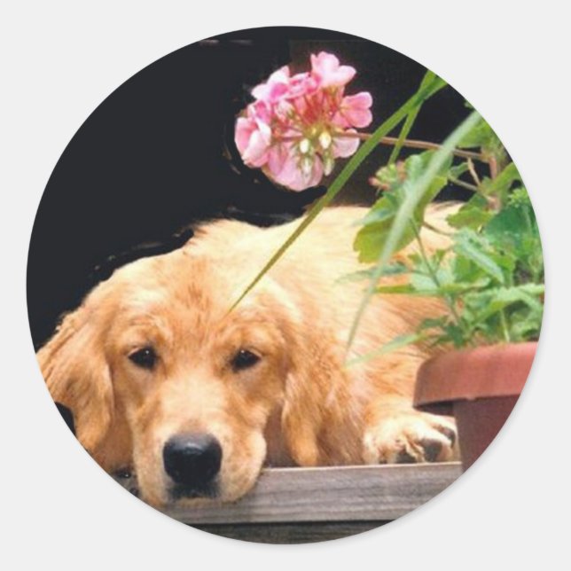 Aufkleber für die Goldene Retriever-Blume (Vorderseite)