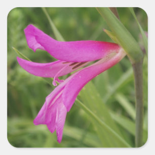 Aufkleber für die rosa Blume