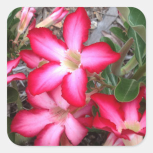 Aufkleber für die Rose der Wüste