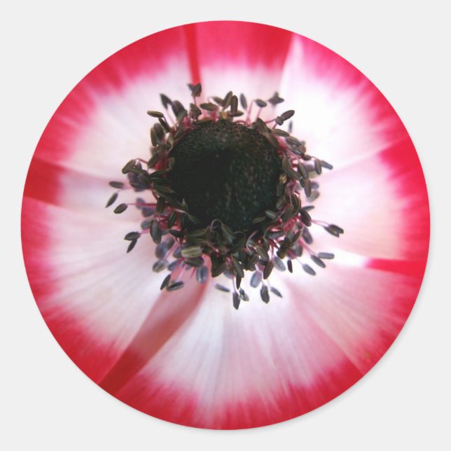 Aufkleber für die rote Blume (Vorderseite)