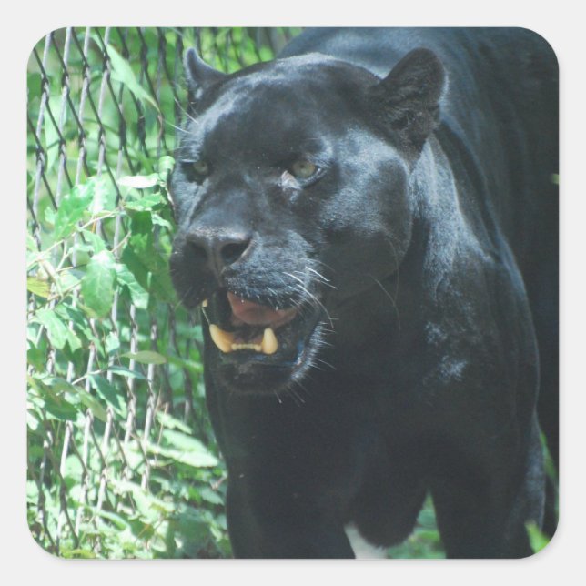 Aufkleber für die schwarze Panther (Vorderseite)