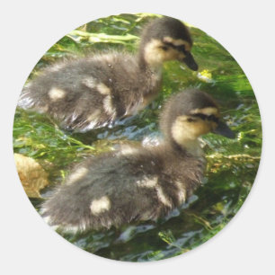 Aufkleber für Ducklings