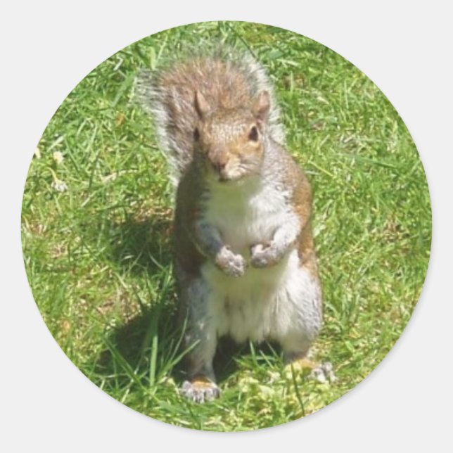 Aufkleber für Eichhörnchen (Vorderseite)