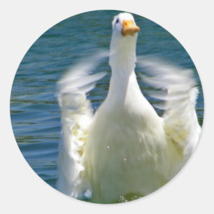 Aufkleber für Entenklatschen