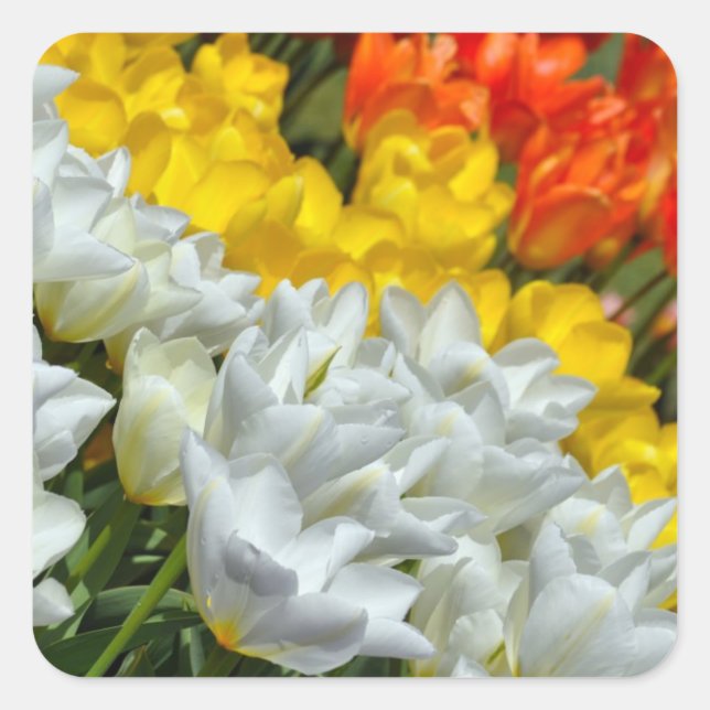Aufkleber für farbige Frühlingtulips (Vorderseite)