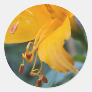 Aufkleber für Gelbe Blume