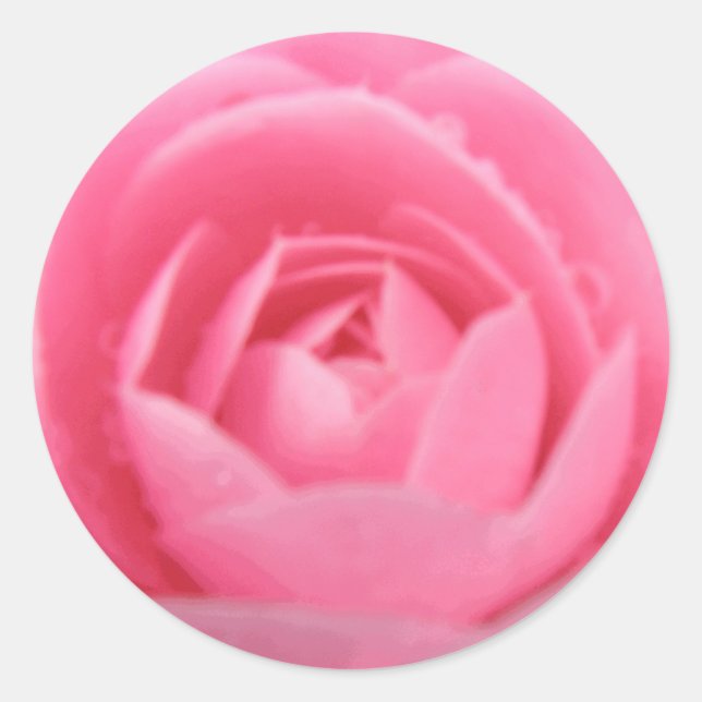 Aufkleber für hübsche Rosa Kamelien-Blume (Vorderseite)