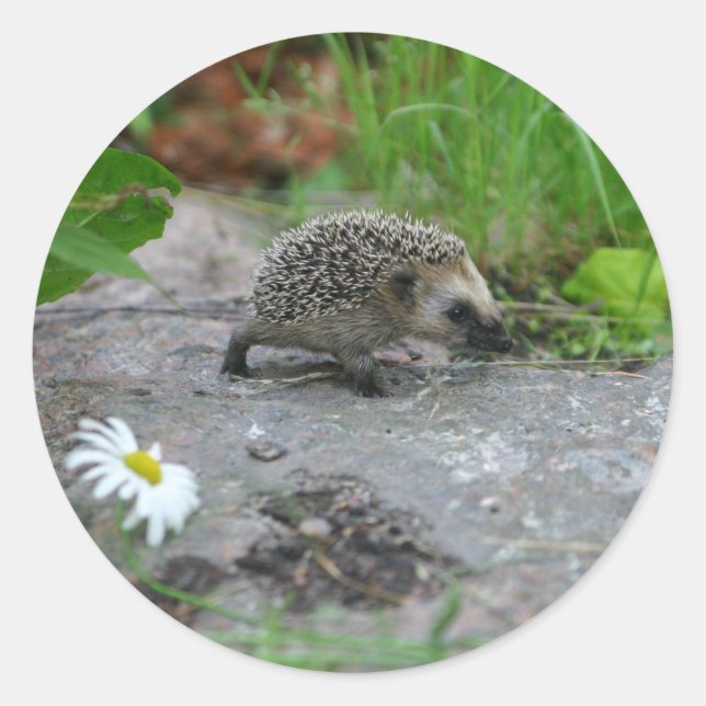 Aufkleber für Igel - individuell anpassbar (Vorderseite)