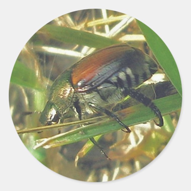 Aufkleber für japanische Käfer (Vorderseite)