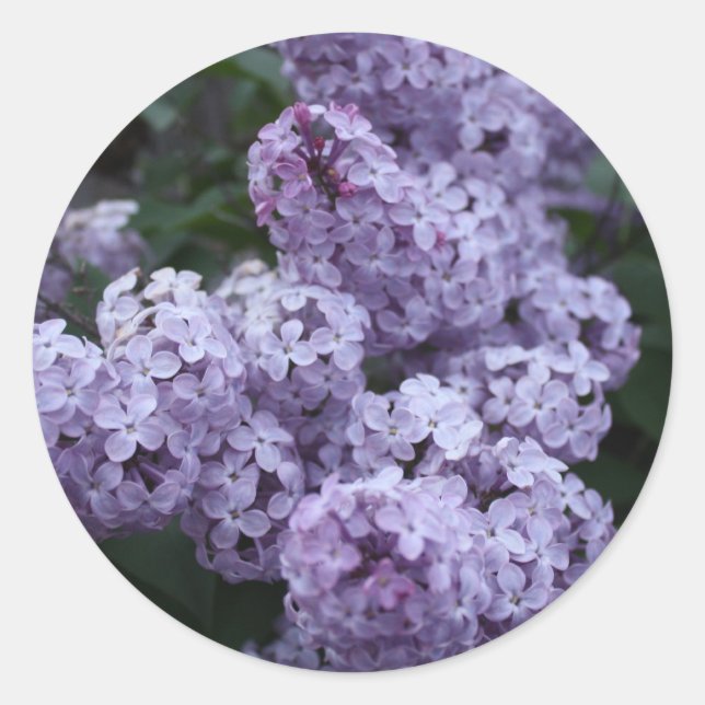 Aufkleber für Lilac-Blume (Vorderseite)