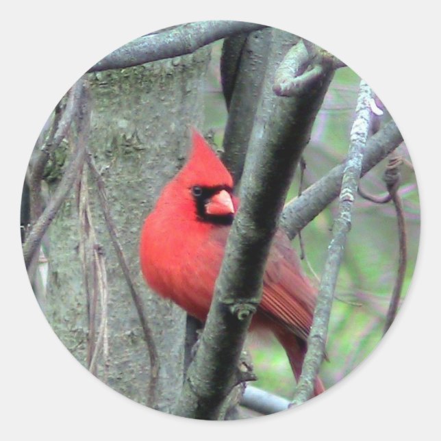 Aufkleber für männliche Kardinäle Foto (Vorderseite)