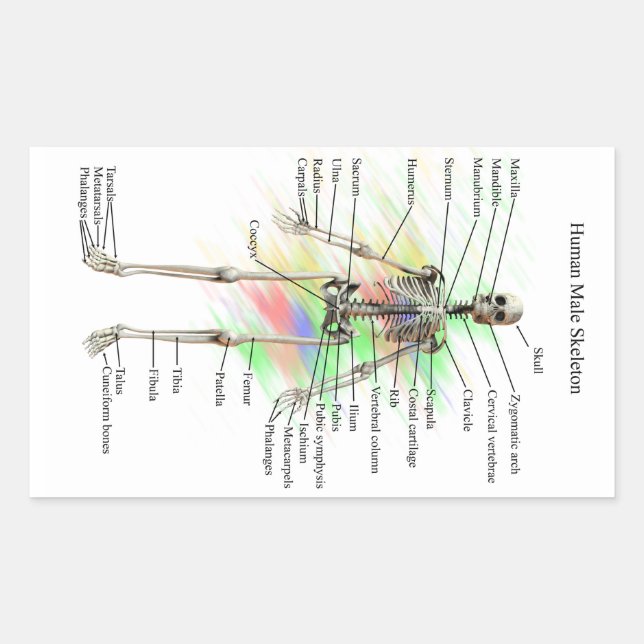 Aufkleber für männliche Skelette (Vorderseite)