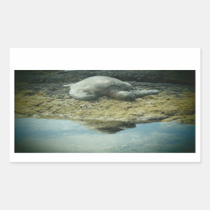 Aufkleber für Meerschildkröten