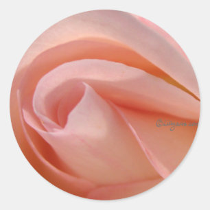 Aufkleber für nah-rosa Rose