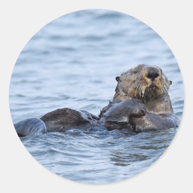 Aufkleber für Otter (Vorderseite)