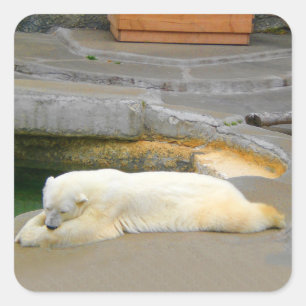 Aufkleber für Polar-Bären