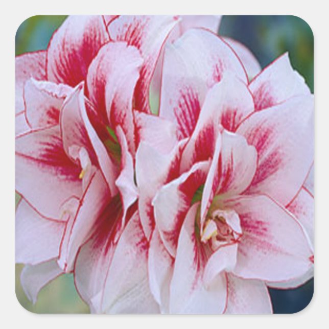 Aufkleber für rosa Blume (Vorderseite)