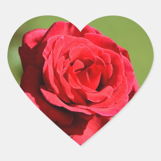 Aufkleber für Rose (Vorderseite)