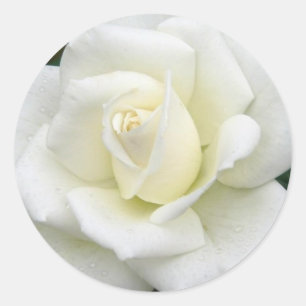 Aufkleber für Rose