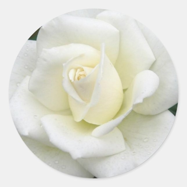 Aufkleber für Rose (Vorderseite)