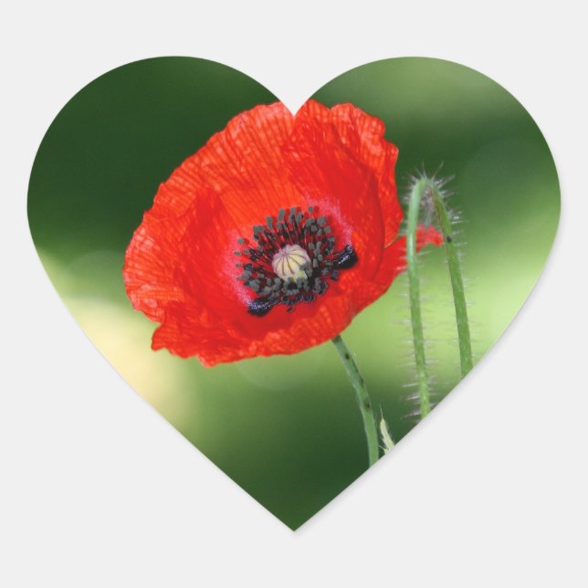 Aufkleber für Rote Poppyseed-Blume (Vorderseite)