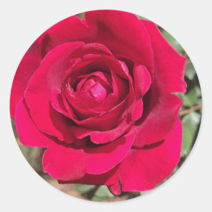 Aufkleber für rote Rosen